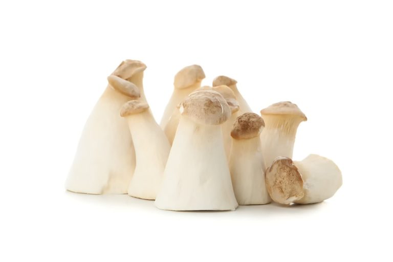 king oyster mushroom fungifarm.com