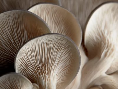 Suppression of tumor growth by Pleurotus ferulae ethanol extract