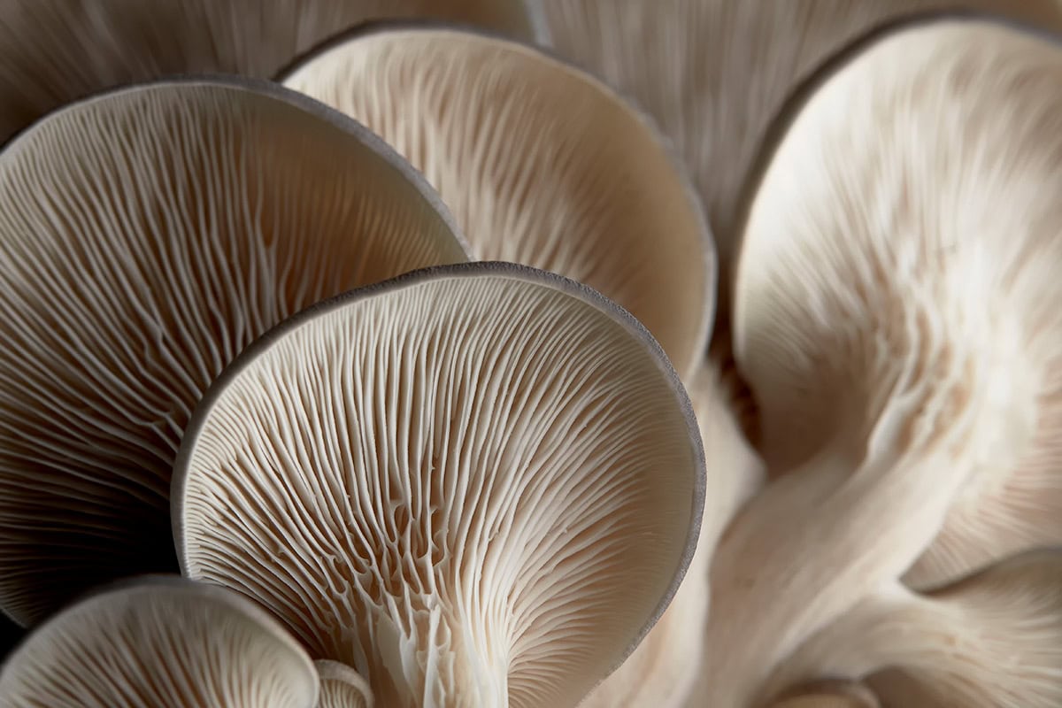 oyster mushroom fungifarm.com