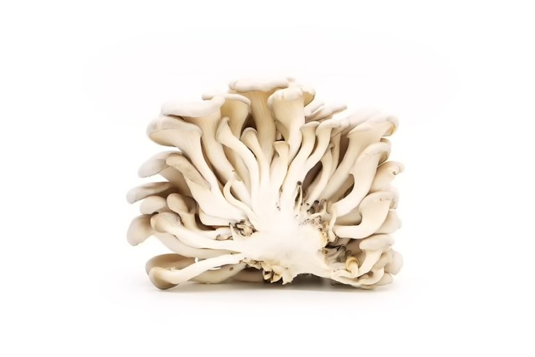 oyster mushroom fungifarm.com