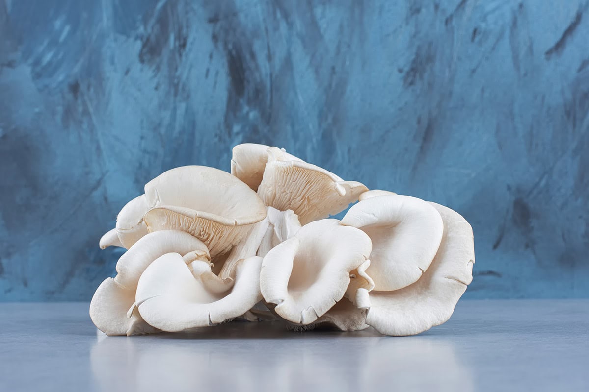 oyster mushroom fungifarm.com