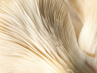 Pleurotus ostreatus inhibits proliferation of human breast and colon cancer cells