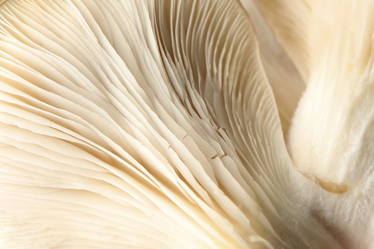 oyster mushroom fungifarm.com