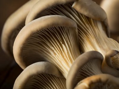 Antimicrobial activity of oyster mushroom