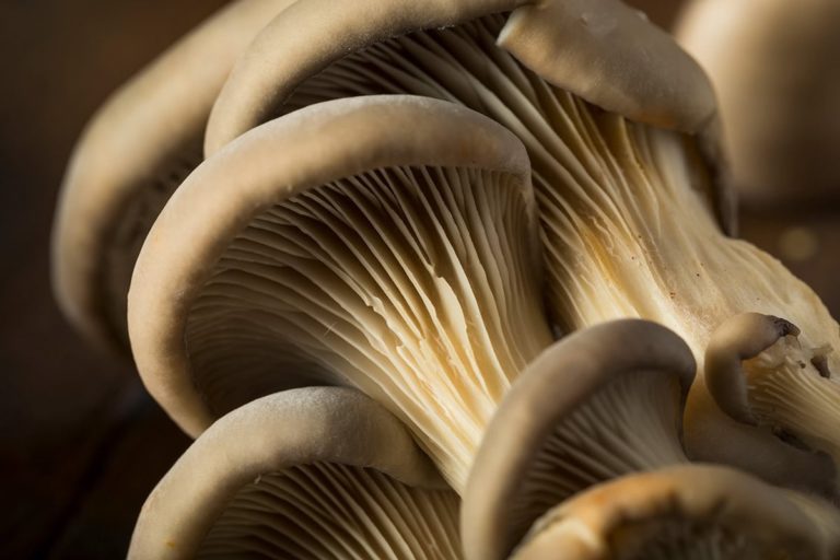 oyster mushroom fungifarm.com