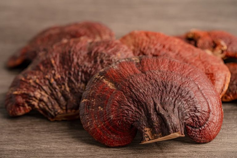 ganoderma lucidum reishi mushroom